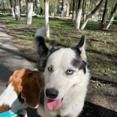 Подробнее об объявлении «Железнодорожный (Московск.) Найдена собака щенок хаски девочка в течке» Фото: найдена собака Сибирская хаски «Железнодорожный (Московск.) Найдена собака...» в г. Железнодорожный (Московск.)