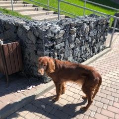 Подробнее об объявлении «Найдена собака замечена у метро южная Москва» Фото: найдена собака  «Найдена собака замечена у метро южная Москва» в г. Москва