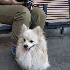 Подробнее об объявлении «Найдена собака кобель породы шпиц Москва» Фото: найдена собака Немецкий шпиц «Найдена собака кобель породы шпиц Москва» в г. Москва