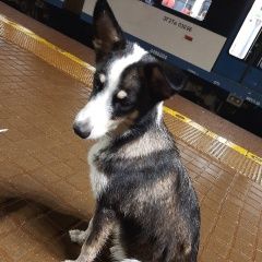 Подробнее об объявлении «Лобня Найдена собака из электрички» Фото: найдена собака  «Лобня Найдена собака из электрички» в г. Лобня