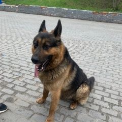 Подробнее об объявлении «Найдена собака кобель собака овчарка Москва» Фото: найдена собака Немецкая овчарка «Найдена собака кобель собака овчарка Москва» в г. Москва
