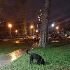 Подробнее об объявлении «Найдена собака кобель во дворе брошенная собака Москва» Фото: найдена собака  «Найдена собака кобель во дворе брошенная собака...» в г. Москва