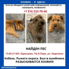 Подробнее об объявлении «Найдена собака кобель. Одинцово» Фото: найдена собака  «Найдена собака кобель. Одинцово» в г. Одинцово