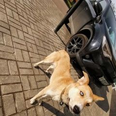 Подробнее об объявлении «Найдена собака нашлась собака Москва» Фото: найдена собака  «Найдена собака нашлась собака Москва» в г. Москва