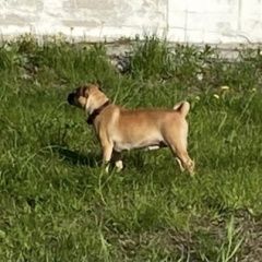 Подробнее об объявлении «Найдена собака Москва» Фото: найдена собака  «Найдена собака Москва» в г. Москва