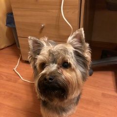 Подробнее об объявлении «Найдена собака кобель сегодня Реутов» Фото: найдена собака Йоркширский терьер «Найдена собака кобель сегодня Реутов» в г. Реутов