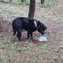 Подробнее об объявлении «Найдена собака кобель лабрадор из домодедово Москва» Фото: найдена собака Лабрадор ретривер «Найдена собака кобель лабрадор из домодедово...» в г. Москва