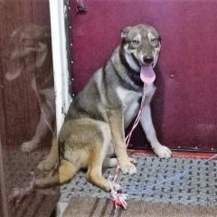 Подробнее об объявлении «Найдена собака кобель метис хаски Москва» Фото: найдена собака  «Найдена собака кобель метис хаски Москва» в г. Москва