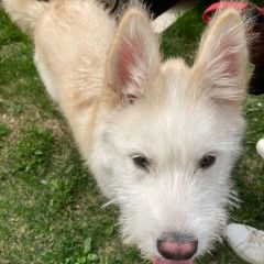 Подробнее об объявлении «Найдена собака кобель щенок, мальчик, в городе. Химки» Фото: найдена собака  «Найдена собака кобель щенок, мальчик, в городе....» в г. Химки