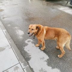 Подробнее об объявлении «Найдена собака кобель рыжий большой пес Москва» Фото: найдена собака  «Найдена собака кобель рыжий большой пес Москва» в г. Москва