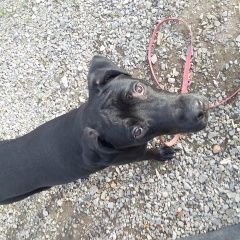 Подробнее об объявлении «Донецк Донецкая обл. Найдена собака кобель мальчик, ленинский рн» Фото: найдена собака  «Донецк Донецкая обл. Найдена собака кобель...» в г. Донецк Донецкая обл.