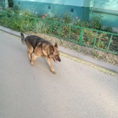 Подробнее об объявлении «Липецк Найдена собака кобель похожа на овчарку» Фото: найдена собака  «Липецк Найдена собака кобель похожа на овчарку» в г. Липецк