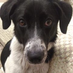 Подробнее об объявлении «Люберцы Найдена собака» Фото: найдена собака  «Люберцы Найдена собака» в г. Люберцы