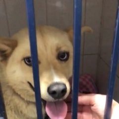 Подробнее об объявлении «Найдена собака кобель Сходня» Фото: найдена собака  «Найдена собака кобель Сходня» в г. Сходня