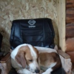 Подробнее об объявлении «Найдена собака Пермь» Фото: найдена собака Гончая «Найдена собака Пермь» в г. Пермь