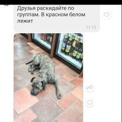 Подробнее об объявлении «Оренбург Найдена собака кобель магазин красное белое» Фото: найдена собака  «Оренбург Найдена собака кобель магазин красное...» в г. Оренбург