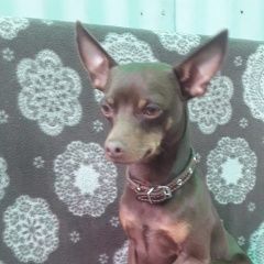 Подробнее об объявлении «Липецк Найдена собака кобель, лтз» Фото: найдена собака Той-терьер «Липецк Найдена собака кобель, лтз» в г. Липецк