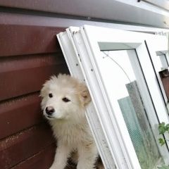 Подробнее об объявлении «Уфа Найдена собака в п. жуково» Фото: найдена собака  «Уфа Найдена собака в п. жуково» в г. Уфа