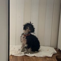 Подробнее об объявлении «Найдена собака Москва» Фото: найдена собака  «Найдена собака Москва» в г. Москва