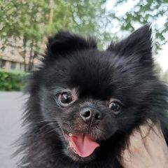 Подробнее об объявлении «Найдена собака кобель в районе м.профсоюзная Москва» Фото: найдена собака Померанский шпиц «Найдена собака кобель в районе м.профсоюзная...» в г. Москва