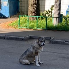 Подробнее об объявлении «Найдена собака, р-н свиблово, алабай маша Москва» Фото: найдена собака  «Найдена собака, р-н свиблово, алабай маша Москва» в г. Москва