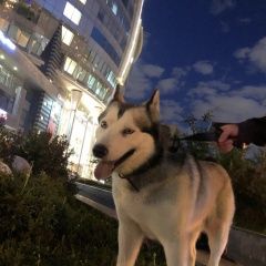 Подробнее об объявлении «Найдена собака хаски Москва» Фото: найдена собака  «Найдена собака хаски Москва» в г. Москва