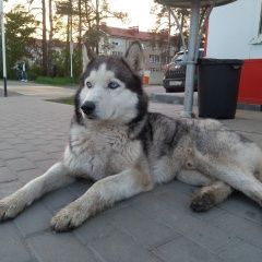 Подробнее об объявлении «Воронеж Найдена собака кобель хаски, голубоглазый, ямное» Фото: найдена собака  «Воронеж Найдена собака кобель хаски,...» в г. Воронеж