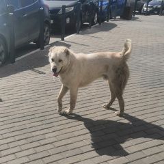 Подробнее об объявлении «Найдена собака кобель белый алабай кобель Москва» Фото: найдена собака Среднеазиатская овчарка «Найдена собака кобель белый алабай кобель Москва» в г. Москва