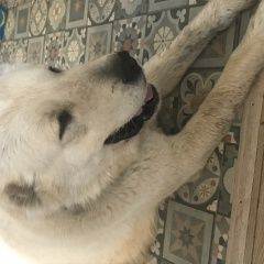 Подробнее об объявлении «Найдена собака кобель алабай Москва» Фото: найдена собака  «Найдена собака кобель алабай Москва» в г. Москва