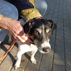 Подробнее об объявлении «Найдена собака джек рассел Москва» Фото: найдена собака Джек рассел терьер «Найдена собака джек рассел Москва» в г. Москва