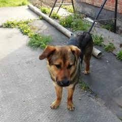Подробнее об объявлении «Лобня Найдена собака кобель г.» Фото: найдена собака  «Лобня Найдена собака кобель г.» в г. Лобня