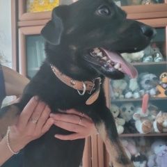 Подробнее об объявлении «Найдена собака кобель Голицыно (Московская обл.)» Фото: найдена собака Ягд-терьер «Найдена собака кобель Голицыно (Московская обл.)» в г. Голицыно (Московская обл.)