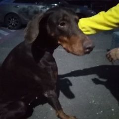 Подробнее об объявлении «Найдена собака Москва» Фото: найдена собака Доберман «Найдена собака Москва» в г. Москва