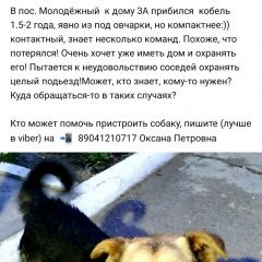 Подробнее об объявлении «Иркутск Найдена собака кобель (п. молодежный)» Фото: найдена собака  «Иркутск Найдена собака кобель (п. молодежный)» в г. Иркутск