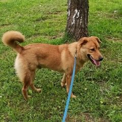 Подробнее об объявлении «Найдена собака кобель рыжий щенок дворняжки Москва» Фото: найдена собака  «Найдена собака кобель рыжий щенок дворняжки Москва» в г. Москва