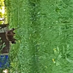 Подробнее об объявлении «Найдена собака кобель рыжий кабель с красным ошейником Москва» Фото: найдена собака  «Найдена собака кобель рыжий кабель с красным...» в г. Москва