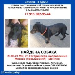 Подробнее об объявлении «Найдена собака собаку долго у себя держать не можем хо Щелково» Фото: найдена собака  «Найдена собака собаку долго у себя держать не...» в г. Щелково