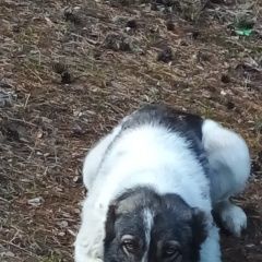 Подробнее об объявлении «Найдена собака чья потеряшка? Канск» Фото: найдена собака  «Найдена собака чья потеряшка? Канск» в г. Канск