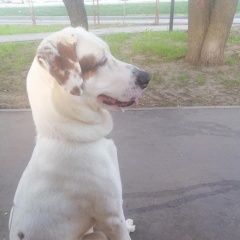 Подробнее об объявлении «Найдена собака около м.беляево Москва» Фото: найдена собака  «Найдена собака около м.беляево Москва» в г. Москва