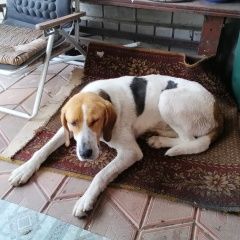 Подробнее об объявлении «Найдена собака в ольше в деревне шеломец ул центральна Смоленск» Фото: найдена собака Гончая «Найдена собака в ольше в деревне шеломец ул...» в г. Смоленск