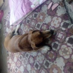 Подробнее об объявлении «Найдена собака кобель Чебоксары» Фото: найдена собака Бигль «Найдена собака кобель Чебоксары» в г. Чебоксары