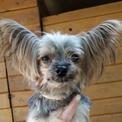 Подробнее об объявлении «Найдена собака кобель йорк. мальчик. ищет своих хозяев Москва» Фото: найдена собака Йоркширский терьер «Найдена собака кобель йорк. мальчик. ищет своих...» в г. Москва