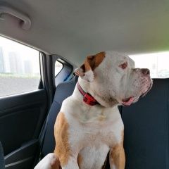 Подробнее об объявлении «Найдена собака кобель Москва» Фото: найдена собака Американский бульдог «Найдена собака кобель Москва» в г. Москва