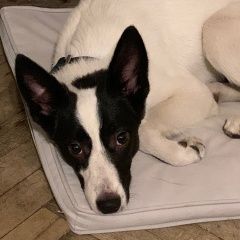 Подробнее об объявлении «Найдена собака девочка перово Москва» Фото: найдена собака  «Найдена собака девочка перово Москва» в г. Москва