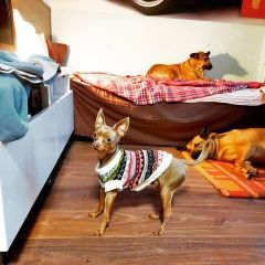 Подробнее об объявлении «Найдена собака кобель русский той Москва» Фото: найдена собака Русский той-терьер «Найдена собака кобель русский той Москва» в г. Москва