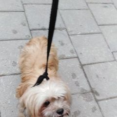 Подробнее об объявлении «Мытищи Найдена собака болонка» Фото: найдена собака Ши-тцу «Мытищи Найдена собака болонка» в г. Мытищи