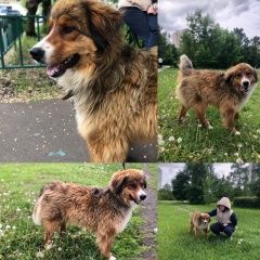 Подробнее об объявлении «Найдена собака Москва» Фото: найдена собака  «Найдена собака Москва» в г. Москва