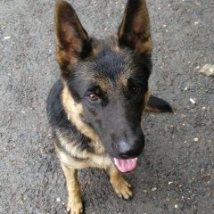 Подробнее об объявлении «Найдена собака кобель овчарка Москва» Фото: найдена собака Немецкая овчарка «Найдена собака кобель овчарка Москва» в г. Москва