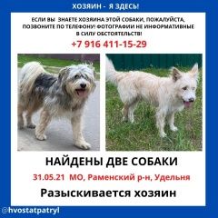 Подробнее об объявлении «Найдена собака кобель два кобеля Раменское» Фото: найдена собака  «Найдена собака кобель два кобеля Раменское» в г. Раменское