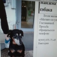 Подробнее об объявлении «Найдена собака кобель Москва» Фото: найдена собака  «Найдена собака кобель Москва» в г. Москва